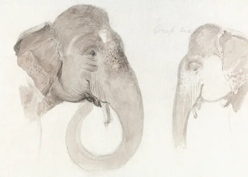 Two Studies of an Indian Elephant Head (1840) Animal Illustration by Thomas Daniell